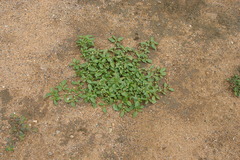 Alternanthera tenella